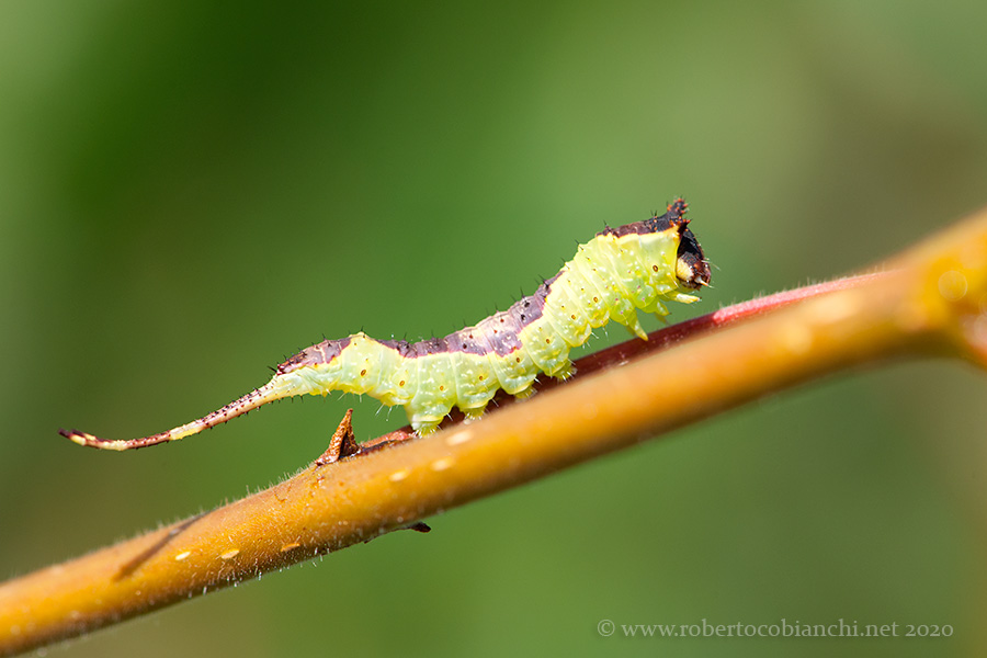 Bruco di ...  Furcula bifida (Notodontidae)